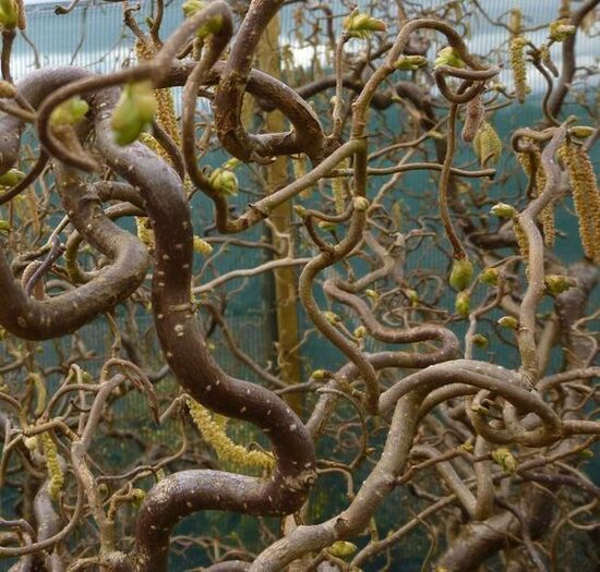 Corylus avellana Contorta